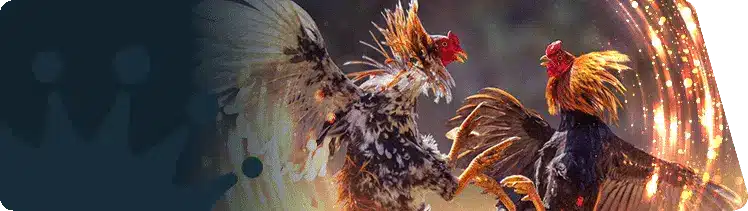 cockfighting